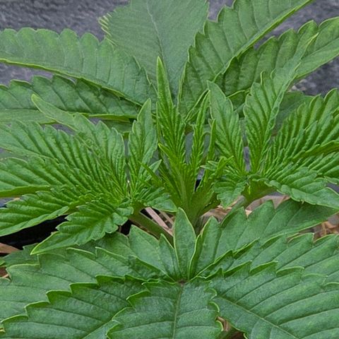 Kalini growlog photo: Geil , die Stellen zwischen den Blattadern sind wunderbar auf gebläht..
Sie ist an gekommen im Topf