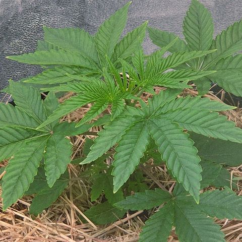 Kalini growlog photo: Geil , die Stellen zwischen den Blattadern sind wunderbar auf gebläht..
Sie ist an gekommen im Topf