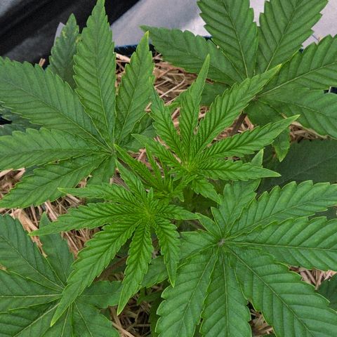 Kalini growlog photo: Geil , die Stellen zwischen den Blattadern sind wunderbar auf gebläht..
Sie ist an gekommen im Topf