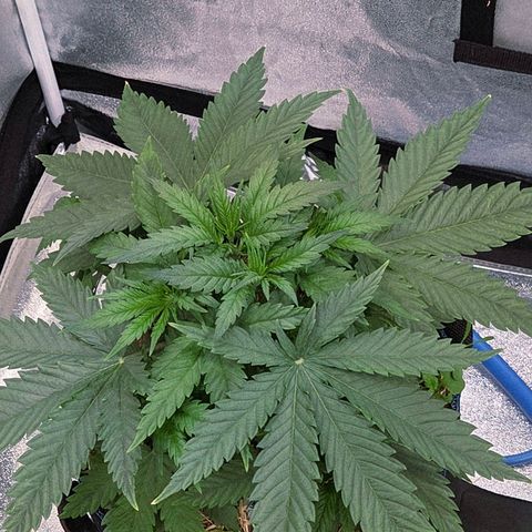 Mexican growlog photo: Brutal fette Segel , Hammergeil
