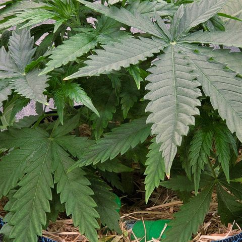 Mexican growlog photo: Brutal fette Segel , Hammergeil