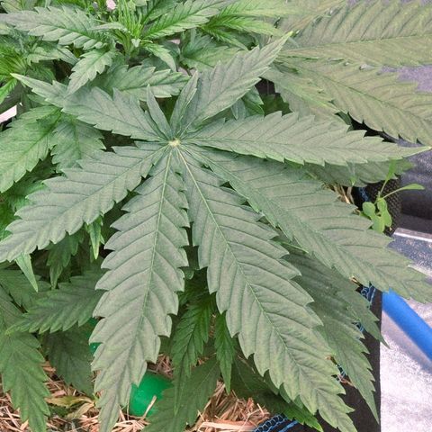 Mexican growlog photo: Brutal fette Segel , Hammergeil