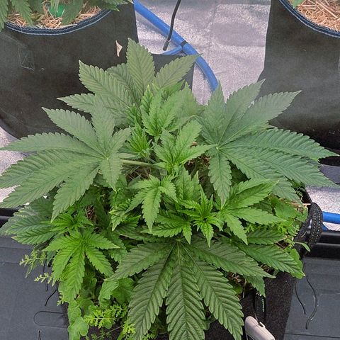 Diesel growlog photo: Fett, einfach nur Fett