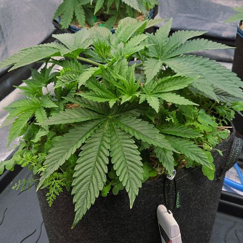 Diesel growlog photo: Fett, einfach nur Fett