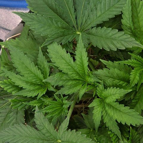 Diesel growlog photo: Fett, einfach nur Fett