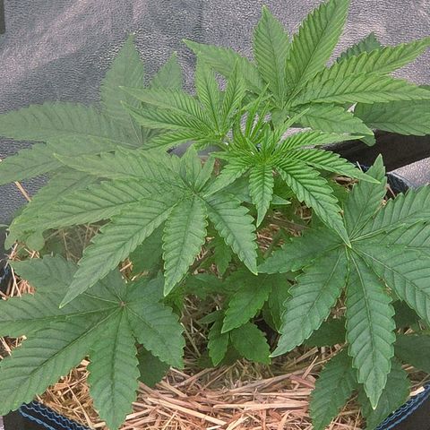 Kalini growlog timeline photo