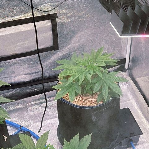 Kalini growlog timeline photo