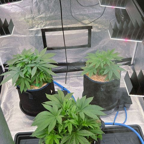 Kalini growlog photo: Eine herrliche Entwicklung !