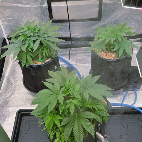 Kalini growlog photo: Eine herrliche Entwicklung !
