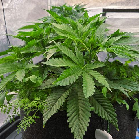 Diesel growlog timeline photo
