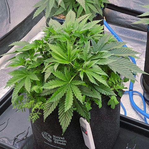 Diesel growlog timeline photo