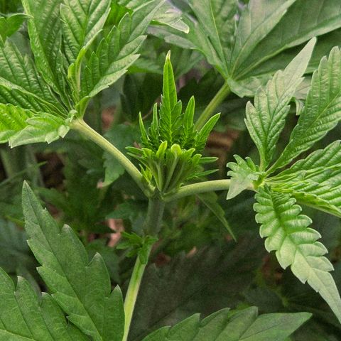 Diesel growlog timeline photo