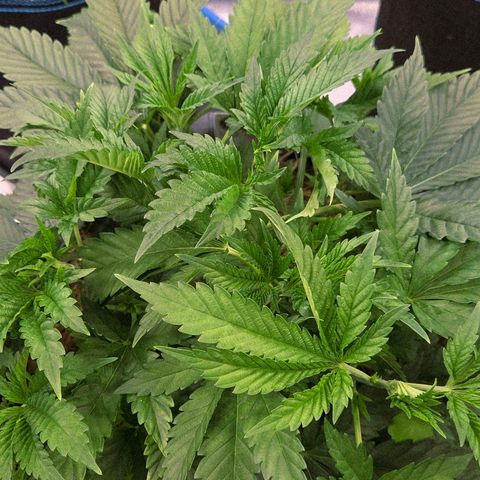 Diesel growlog timeline photo