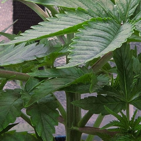 Kalini growlog timeline photo