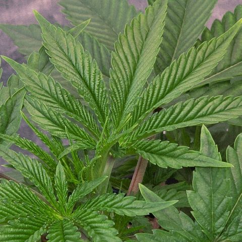Kalini growlog timeline photo