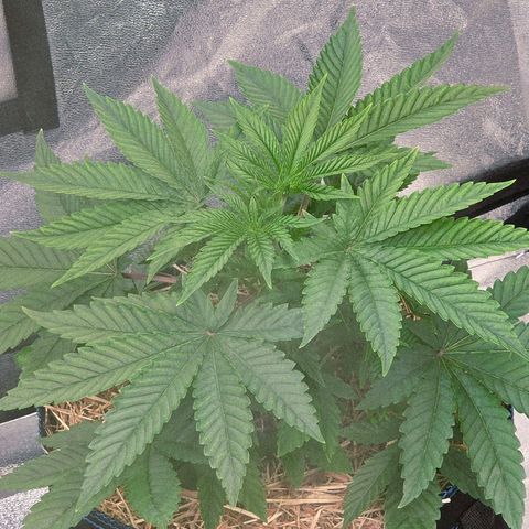 Kalini growlog timeline photo