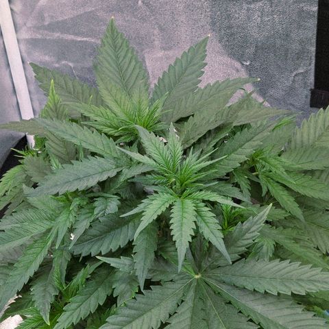 Mexican growlog timeline photo