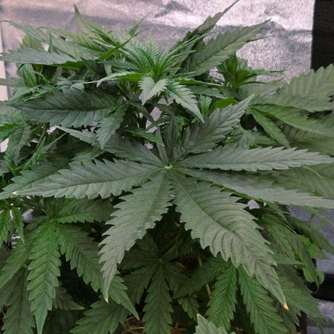 Mexican growlog timeline photo