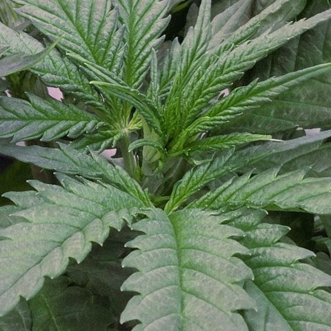 Mexican growlog timeline photo