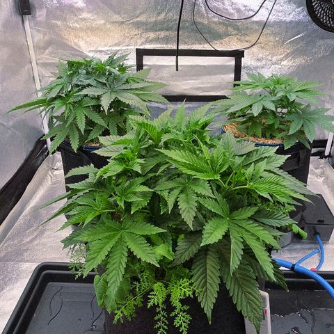 Kalini growlog timeline photo