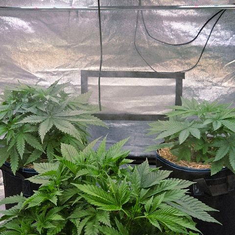 Kalini growlog timeline photo