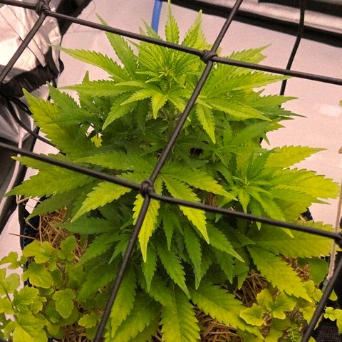 Amnesia S growlog timeline photo