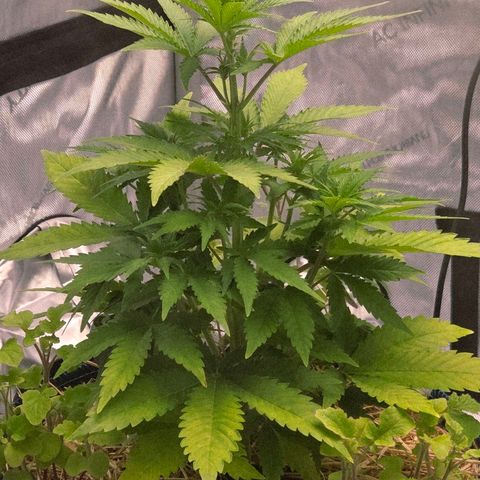 Amnesia S growlog timeline photo