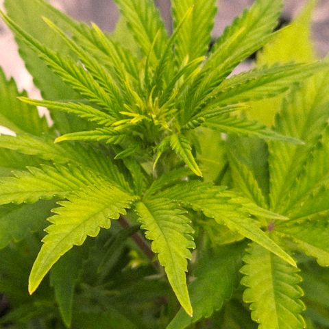 Amnesia S growlog timeline photo
