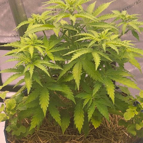 Torti growlog timeline photo