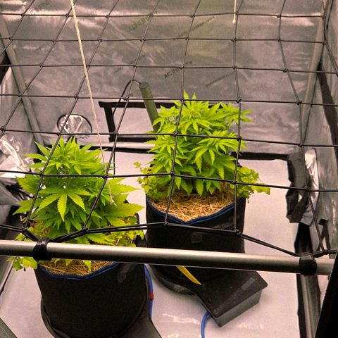 Torti growlog timeline photo