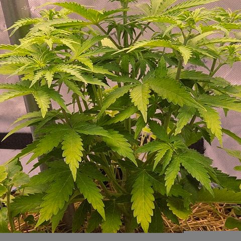Torti growlog timeline photo