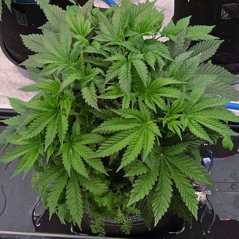 Diesel growlog timeline photo