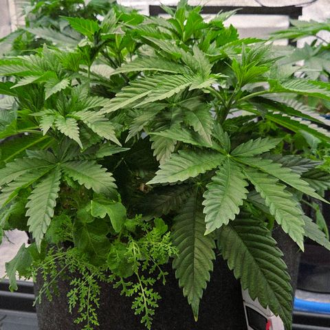 Diesel growlog timeline photo