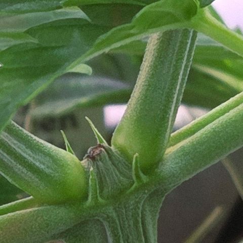 Diesel growlog timeline photo