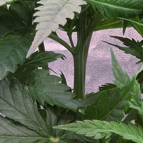 Mexican growlog timeline photo