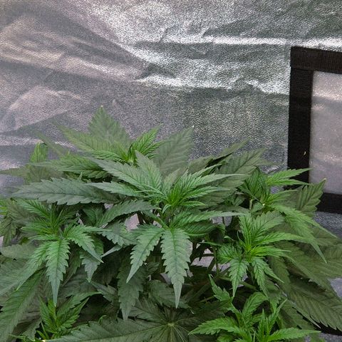 Mexican growlog timeline photo