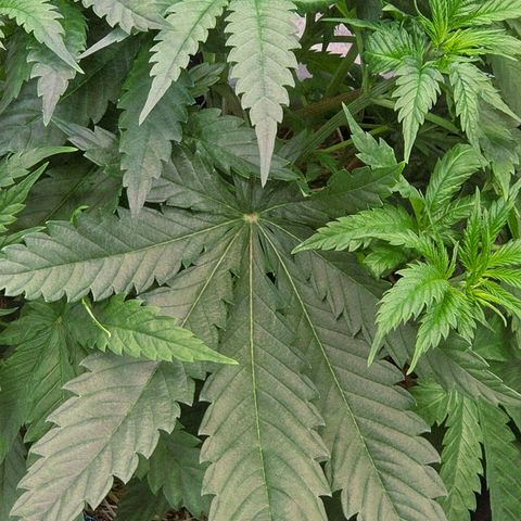 Mexican growlog timeline photo