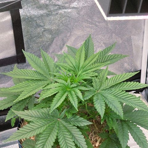 Kalini growlog timeline photo