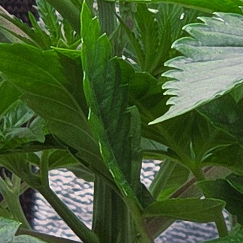 Kalini growlog timeline photo