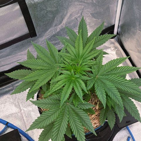 Kalini growlog timeline photo