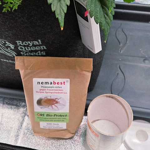 Kalini growlog photo: Das aus bringen neuer Armee gegen diverses Ungeziefer