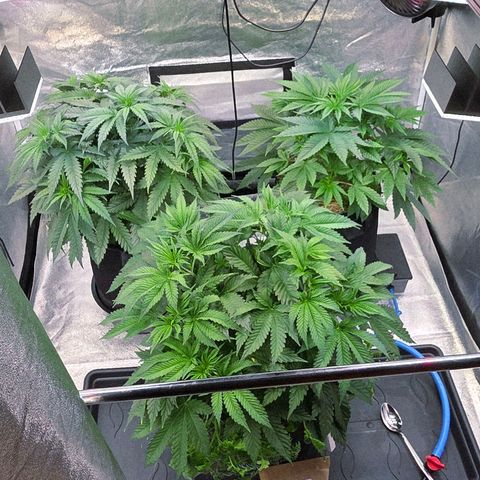Kalini growlog photo: Es wird Zeit für ein aus dünnen
