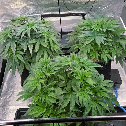 Kalini growlog photo: Es wird Zeit für ein aus dünnen