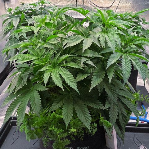 Diesel growlog photo: Schön mit Beipflanzung