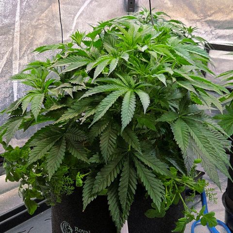 Diesel growlog timeline photo