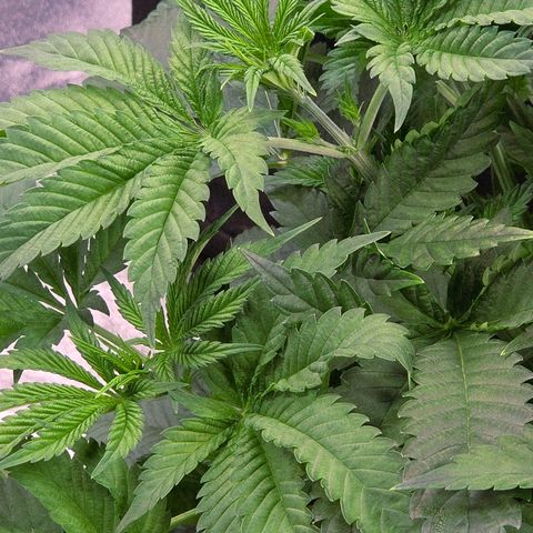 Diesel growlog timeline photo