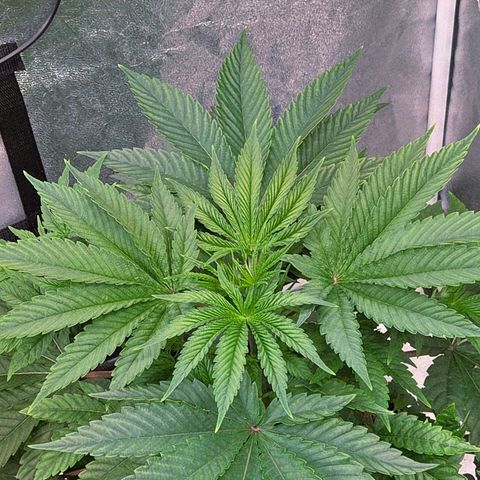 Kalini growlog timeline photo