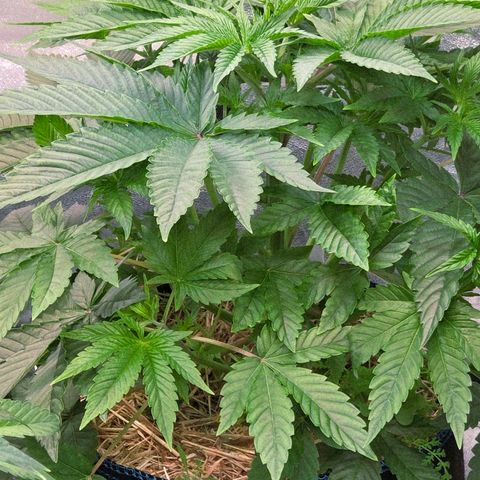 Kalini growlog timeline photo