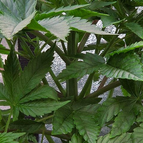 Kalini growlog timeline photo