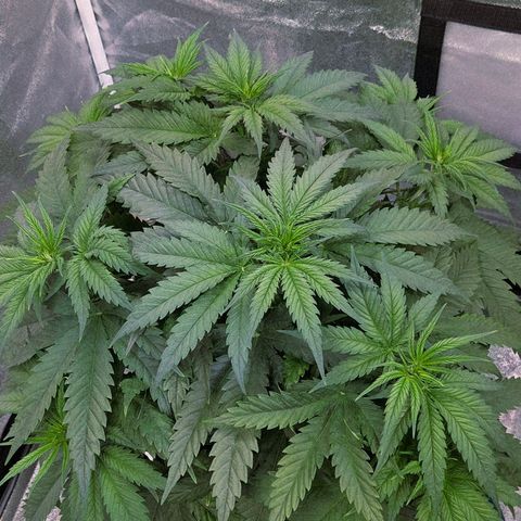 Mexican growlog timeline photo